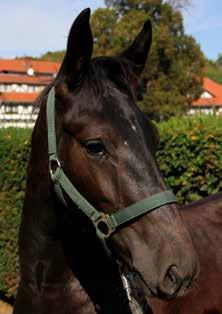 NEAPOL nr kat. 7 nr paszportu 616 008 67 00481 18 Data ur. 24.04.2018r. Maść zasadnicza: kara Wym.