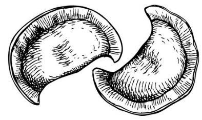 Pierogi własnego wyrobu Pierogi ruskie z okrasą i kwaśną śmietaną 10szt. (podsmażane) 1 /350g Pierogi z dzikiem na sosie z kaszubskich grzybów10szt.