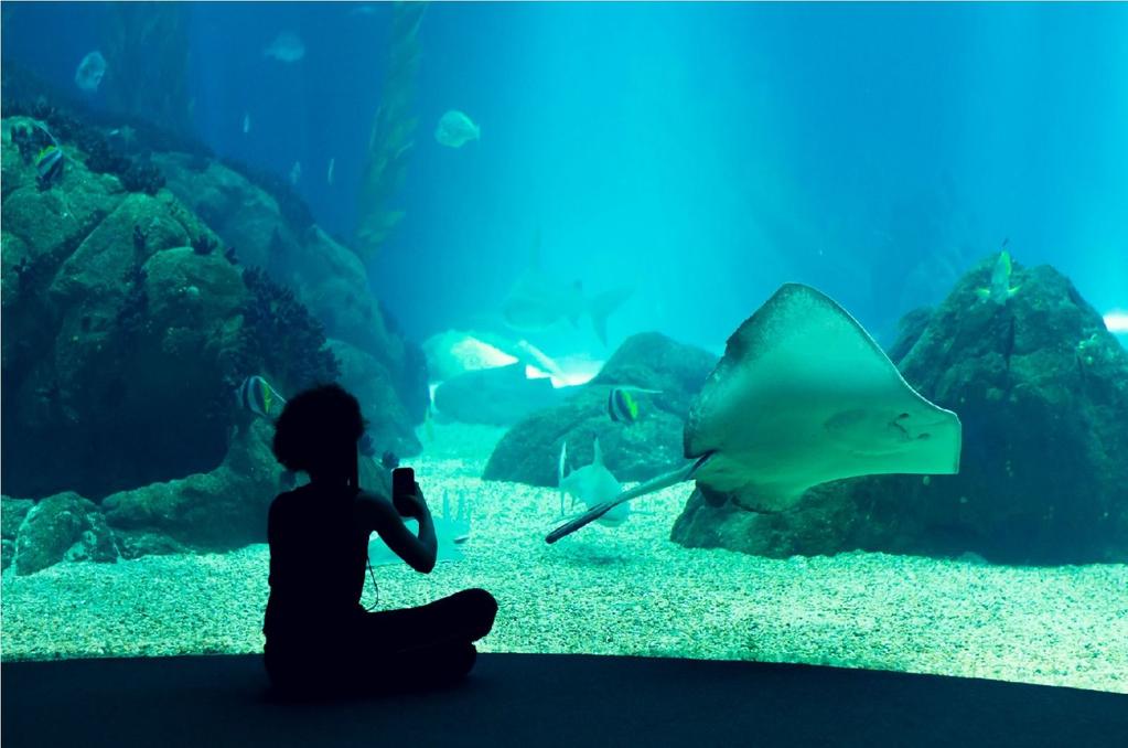 Top 10 atrakcji Wrocławia 1. Wrocławskie ZOO i Afrykarium Atrakcja dla każdego, ale najbardziej ucieszy najmłodszych turystów. To najstarszy ogród zoologiczny w Polsce, powstał w 1865 roku.