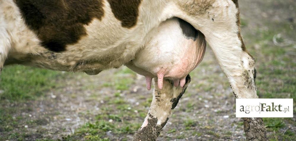 .pl https://www..pl Zapalenie wymienia u krów (mastitis): przyczyny i zapobieganie Autor: dr hab.