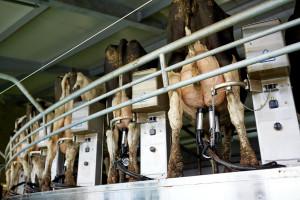 .pl https://www..pl Profilaktyka, jak również leczenie mastitis, jest trudne ze względu na fakt, iż jest to choroba wieloczynnikowa.