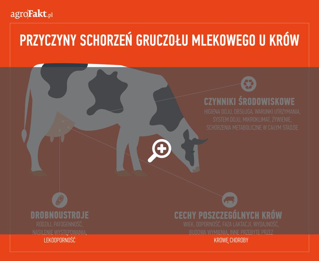 .pl https://www..pl Przyczyny schorzeń gruczołu mlekowego u krów.