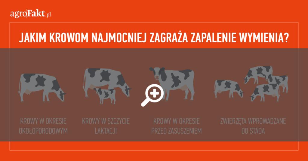 Powered by TCPDF (www.tcpdf.org).pl https://www..pl Jakim krowom najmocniej zagraża zapalenie wymienia (mastitis)? Kiedy mówimy o sukcesie?
