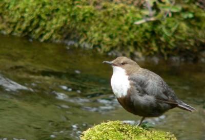 Pluszcz (Cinclus