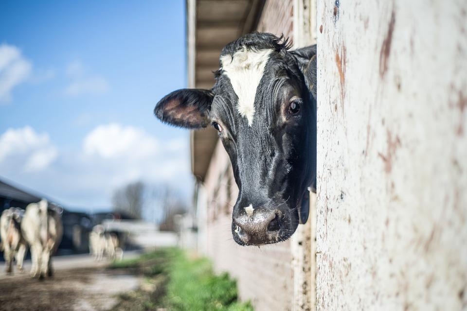 Spis treści Pogłowie Skup mleka Ceny skupu mleka Produkcja artykułów