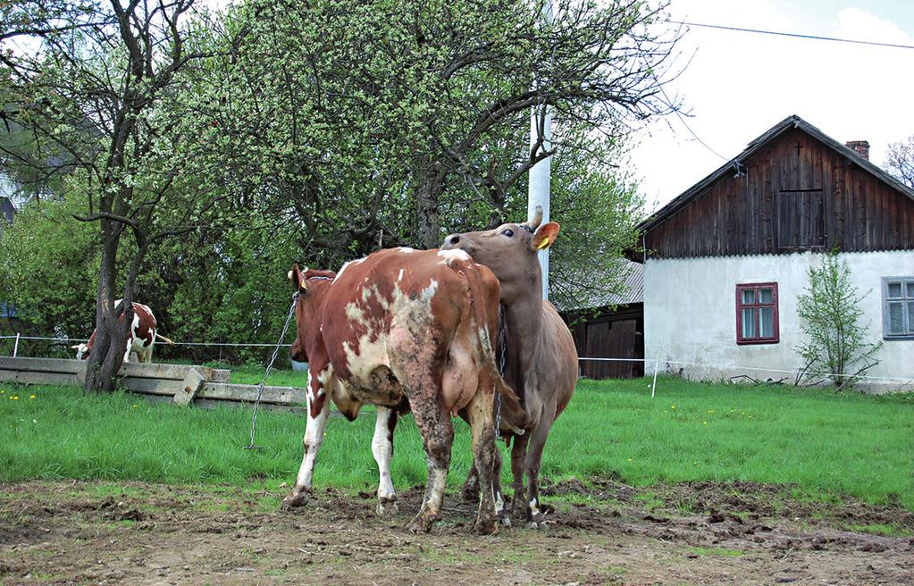 Faza ta trwa od 16 do 24 godzin (średnio około 18 h u wieloródek). Owulacja następuje po 24-36 godzinach od stwierdzenia pierwszych objawów rujowych.