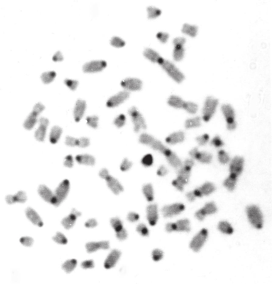 W chromosomie X konia, poza dużym prążkiem w okolicy proksymalnej obserwuje się niewielki prążek heterochromatyny konstytutywnej w części interstycjalnej ramienia q (Richer i in., 1990) (fot. 2). Fot.