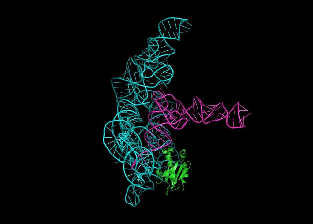 RNase P