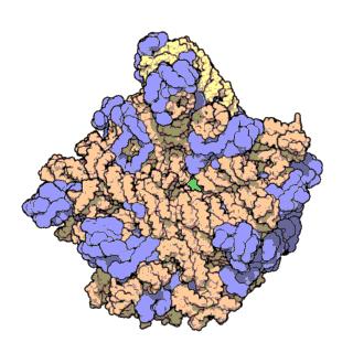 Atomic structure of the 30S Subunit from Thermus thermophilus.