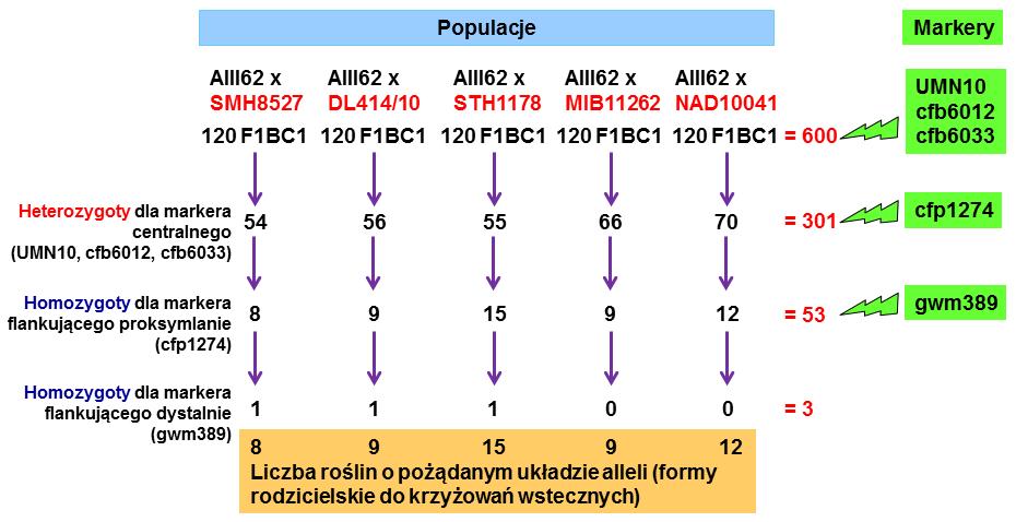 8μl, która zawierała następujące komponenty: 60ng matrycy DNA, 1U Taq polimerazy (Fermentas GmbH, Niemcy), 1 PCR bufor z domieszką (NH4)2SO4 (Fermentas), 2,5mM MgCl2 (Fermentas), 200μM każdego z