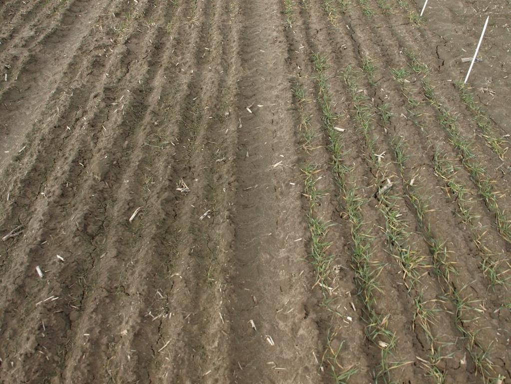 Buerstmayr H., Steiner B., Hartl L., Griesser M., Angerer N., Lengauer D., Miedaner T., Schneider B., Lemmens M. 2003. Molecular mapping of QTLs for Fusarium head blight resistance in spring wheat.