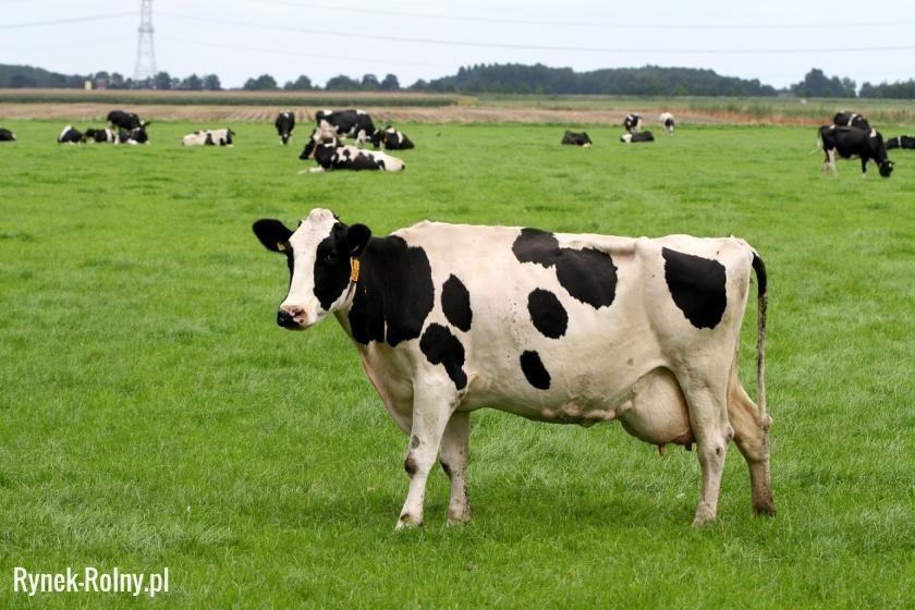 zajmujący się