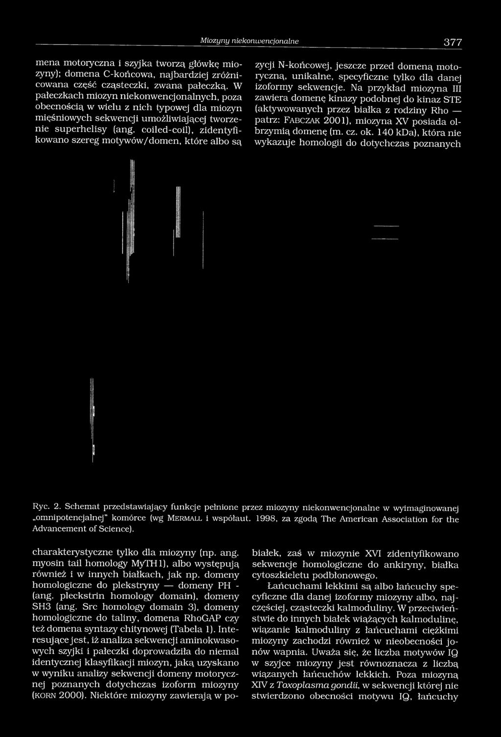 coiled-coil), zidentyfikowano szereg motywów/domen, które albo są zycji N-końcowej, jeszcze przed domeną motoryczną, unikalne, specyficzne tylko dla danej izoformy sekwencje.