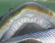 sandacz rainbow trout firetiger hot tail YOLO