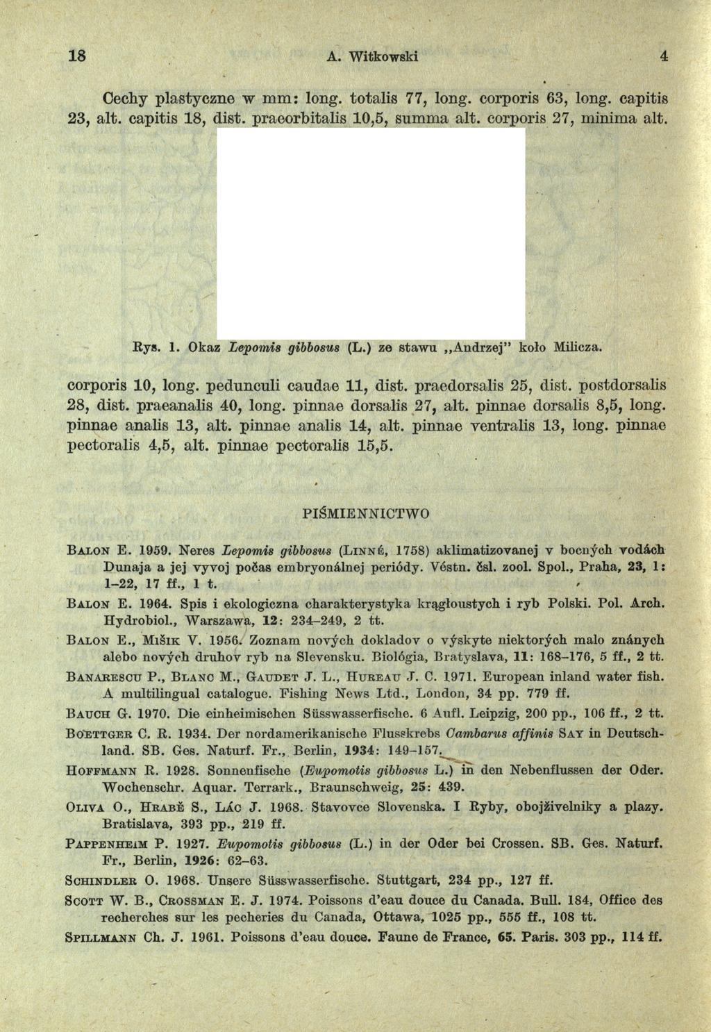 18 A. Witkowski 4 Cechy plastyczne w m m : long, totalis 77, long, corporis 63, long, capitis 23, alt. capitis 18, dist. praeorbitalis 10,5, summa alt. corporis 27, minima alt. Eys. 1. Okaz Lepomis gibbosm (L.