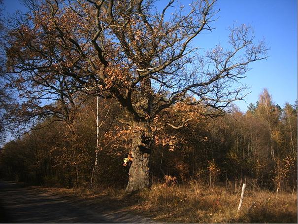 Koło wiekowego dębu Niemcy ustawili stanowisko ciężkiego karabinu maszynowego.