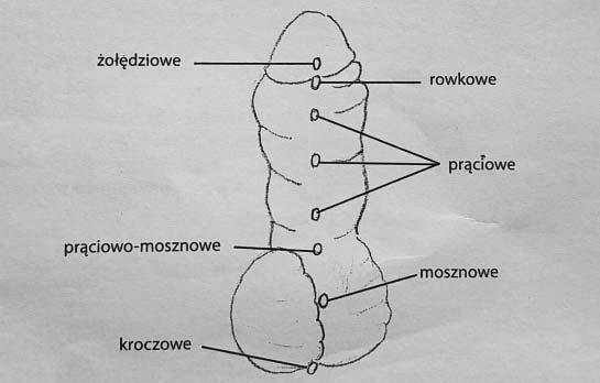Współczesne Pielęgniarstwo i Ochrona Zdrowia, Vol.