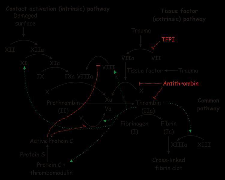 Koagulologia w hipotermii PT PC APTT trombina PLT liczba albo = APTT trombomodulina AT-III α2