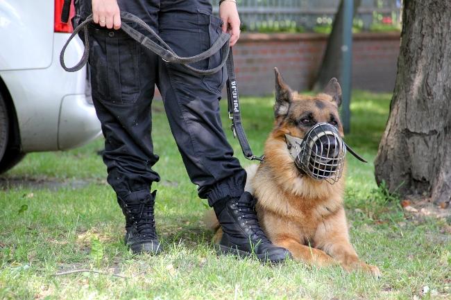 domniemanemu sprawcy udział w zabójstwie. Docenić należy także niezwykle skuteczne w pracy wykrywczej Policji specjalne psy służbowe do identyfikacji ludzkich śladów zapachowych.