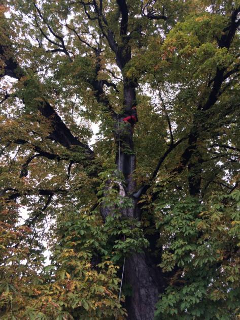 Ekspertyza kasztanowiec zwyczajny pomnik