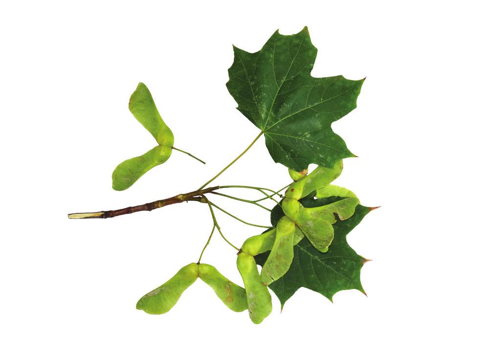 Dą zerwony Querus rur L. Wiązowie zhodni Celtis oidentlis L.