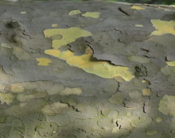 Liśie duże, dłonistoklpowne (3, 5, 7 klp), w zrysie trójkątne, gruo