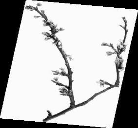 Tree in