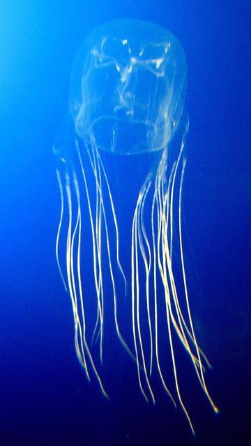 Zranienia przez niebezpieczne zwierzęta morskie Śmiertelnie niebezpieczne gatunki osa morska (meduza występująca w wodach północnej Australii i Oceanii) do 60