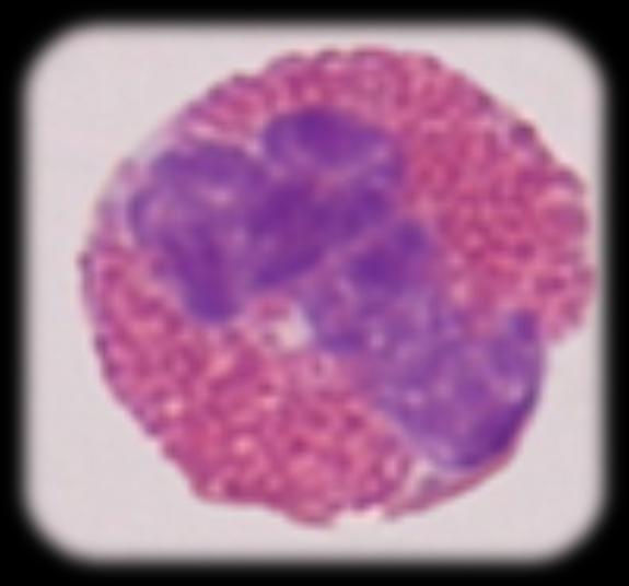 Eozynofile Przejawiają aktywność fagocytarną w stosunku do: grzybów i pasożytów, kompleksów antygen przeciwciało, fibryny; po dokonaniu fagocytozy eozynocyty