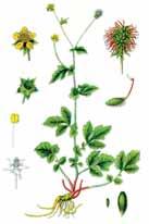 MUDr. Karol Mika autor Lekárskej fytoterapie a spoluautor atlasov liečivých rastlín farmakognózia Fytoterapeutické aktualizácie KUKLÍK MESTSKÝ GEUM URBANUM L (ROSACEAE) Trváca bylina do 80 cm vysoká,