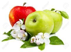 Jabłka wspomagają nasz układ immunologiczny dzięki temu, iż dostarczają organizmowi witaminę C oraz cynk, który jest niezbędny do prawidłowego