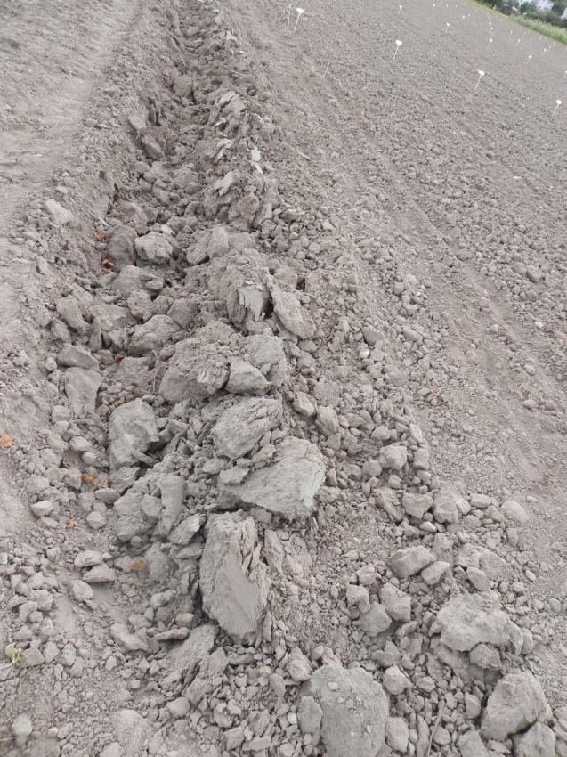 Wymagania glebowe: średniozwięzła o dobrej strukturze nie można na glebach ciężkich zlewnych kwaśnych - ph < 5.