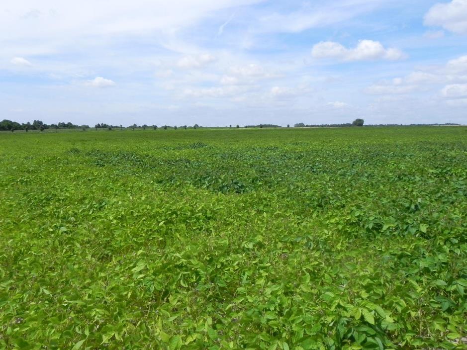 NAWOŻENIE P 2 O 5 60-80 kg/ha K 2 O 80-120 kg/ha