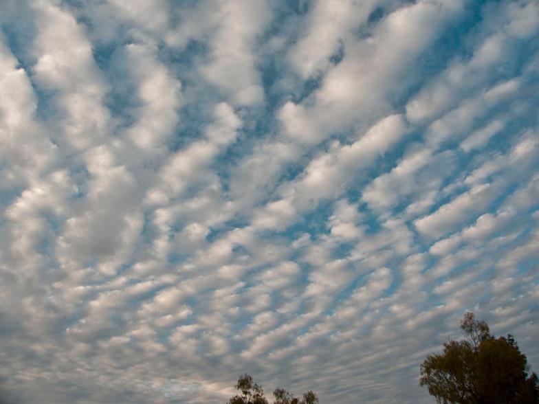 Stratocumulus stratiformis (Sc str) Jest to swego rodzaju ławica chmur Stratocumulus, która może przyjąć duże rozmiary.