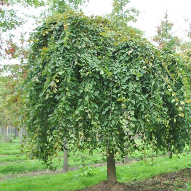 5. Grab pospolity Pendula /Fagus sylvatica Pendula / Powoli rosnące drzewo o półkulistej