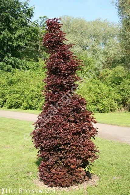 4. Klon pospolity 'Crimson Sentry' /Acer platanoides 'Crimson Sentry'/ - Niewielkie,