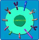 (niszczenie komórek pat.) - przeciwciała bierna - limfocyty B - limfocyty T - przeciwciała Otrzymane z zewnątrz tj.