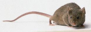 Co w tym czasie robią myszy? - Niestety istnieje zjawisko imprintingu rodzinnego upośledzającego odnajdywanie różnego hipotezy na powiązanie zapachu z genami : 1.