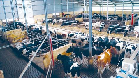 Wstęp Wdrażane innowacje technologiczne w budynkach inwentarskich to ulepszenie procedur wytwarzania produktów, przyrost efektywności i zdolności produkcyjnej oraz poprawa jakości pracy i warunków
