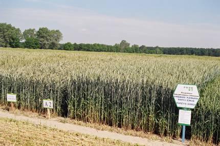 Opracowanie elementów kompleksowej technologii produkcji zbóż, ze szczególnym uwzględnieniem