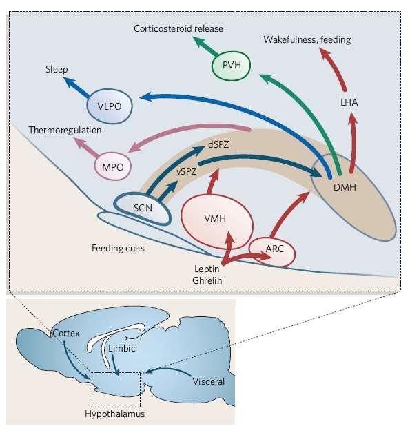 Hypothalamic regulation of sleep and circadian rhythms Clifford B. Saper, Thomas E. Scammell, Jun Lu.