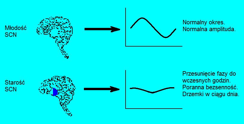 Aktywność SCN w