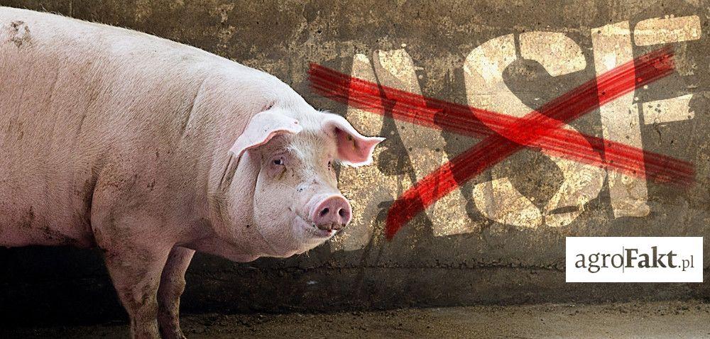 .pl https://www..pl Walka z ASF: nadchodzi obowiązkowa bioasekuracja!