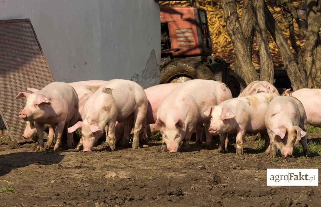 .pl https://www..pl Zdaniem opozycji obowiązkowa bioasekuracja będzie oznaczała koniec małych gospodarstw, utrzymujących małe ilości świń.