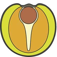 Czynniki kształtujące jakość przechowalniczą nasion rzepaku Siła (N) liścieni (liścień zewnętrzny luźno otacza Rys. 5. Schemat budowy anatomicznej nasiona rzepaku wewnętrzny, Rys. 5).