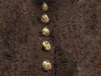 Ziemniaki do celów produkcyjnych rozmnaża się wegetatywnie (z bulw tzw.