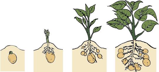 Fazy rozwoju ziemniaków Okres spoczynku Okres od sadzenia do wschodów (obejmuje też podkiełkowanie przed sadzeniem) Okres od wschodów do zawiązywania bulw, kiedy następuje intensywny wzrost części