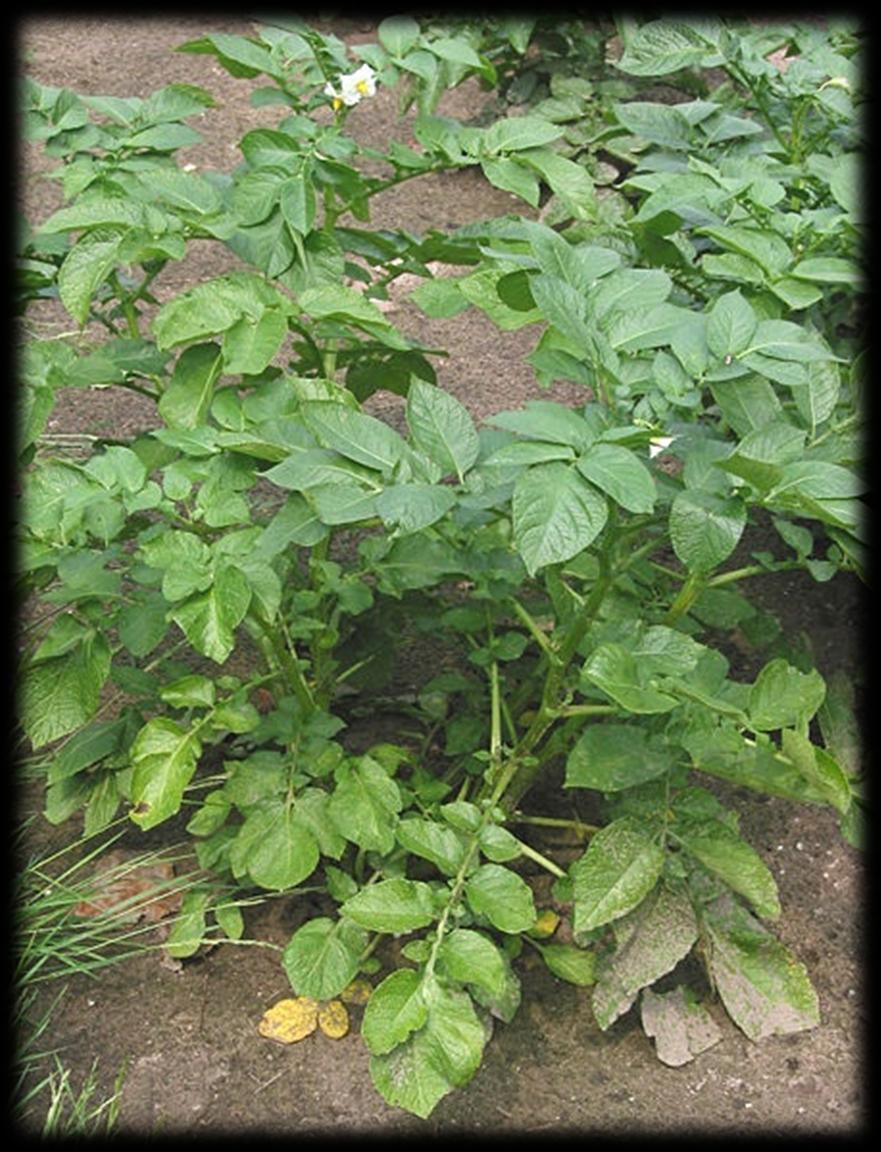 Roślina ma pokrój krzaczasty, łodygi w zależności od odmiany i środowiska osiągają wysokość 50 80 cm, po uschnięciu są zwane łętami.