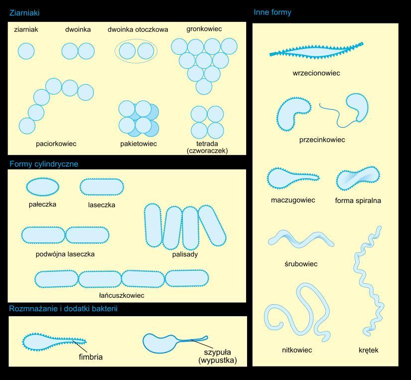 coli Krętki Tremponema pallidum Wrzecionowce Fusobacterium Przecinkowce Vibrio Bakterie spiralne BARWIENIE METODĄ GRAMA: wykorzystuj zdolność niektórych barwników, jak