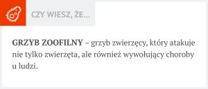 .pl https://www..pl Czym jest grzyb zoofilny? Według badań przeprowadzonych na potrzeby niniejszego artykułu wśród grupy rolników, aż 10% z nich zdarzyło się zarazić się grzybicą od bydła.